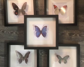 Framed butterflies faux taxidermy orange