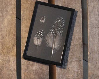 Feathers of hen of Numidia under framework / unique / the pen box