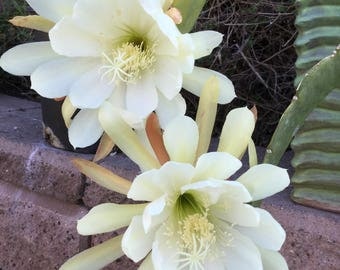 Cremate Epiphyllum Cutting