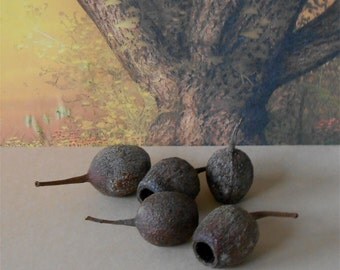 Seed Pods~Dried Seed Pods~Set of 6~1- 1 1/2 Inch Seed Pods~Floral Supply~Fairy Garden Fairy Lantern~Australian Gum Tree~Gum Nuts