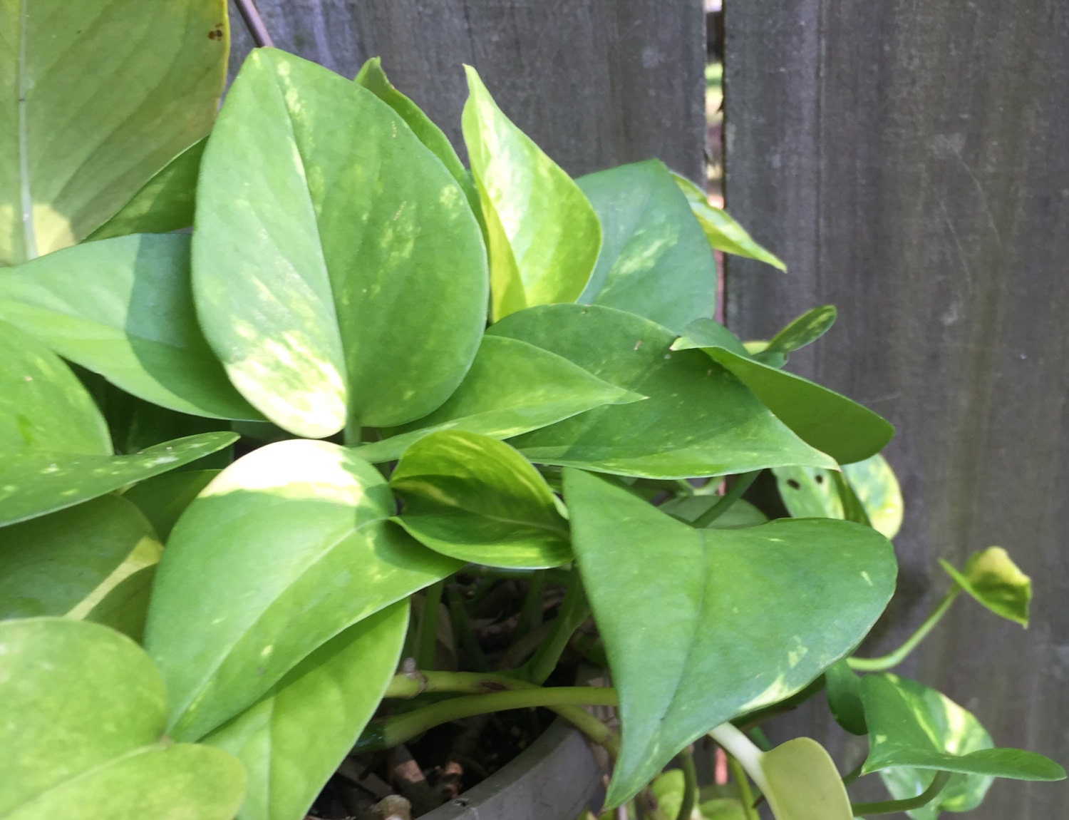 Philodendron hanging plant information