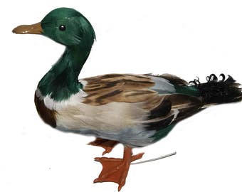1 pc 13 Inch Feather Mallard (Tarrence)