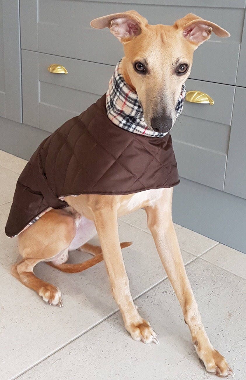 Italian greyhound readymade quilted coats with fleece lining