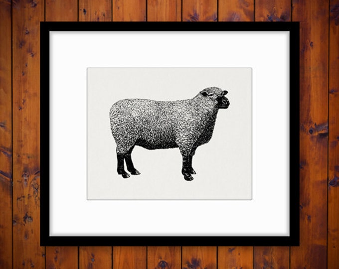 Digital Image Southdown Sheep Graphic Download Printable Jpg Png Eps HQ 300dpi No.718