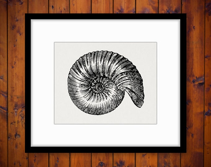 Digital Fossil Graphic Printable Ancient Download Shell Image Antique Clip Art Jpg Png Eps HQ 300dpi No.584