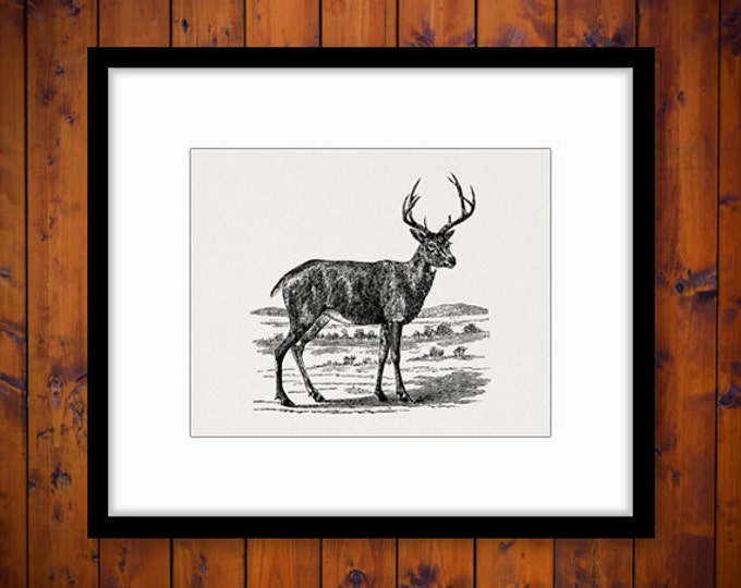 Black Tailed Deer Graphic Digital Image Printable Download Artwork Vintage Clip Art Jpg Png Eps HQ 300dpi No.2142