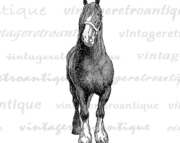 Printable English Shire Horse Image Download Graphic Digital Vintage Clip Art Jpg Png Eps HQ 300dpi No.3136