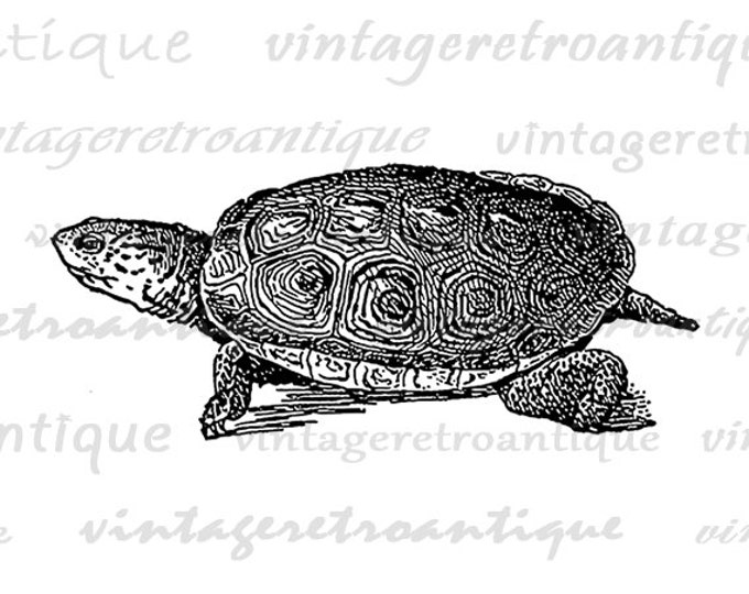 Terrapin Turtle Digital Graphic Printable Illustration Image Download Antique Clip Art Jpg Png Eps HQ 300dpi No.3239