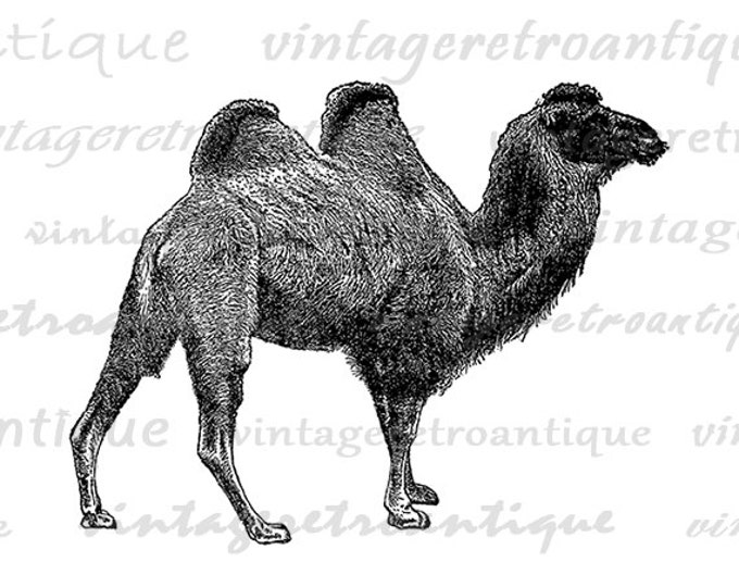 Digital Printable Camel Image Download Camel Illustration Graphic Antique Clip Art Jpg Png Eps HQ 300dpi No.2586