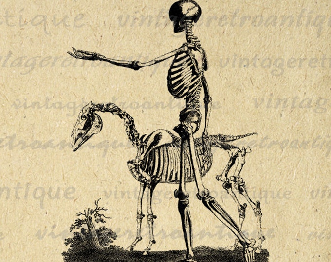 Printable Image Skeleton with Horse Graphic Download Digital Illustration Vintage Clip Art Jpg Png Eps HQ 300dpi No.2216