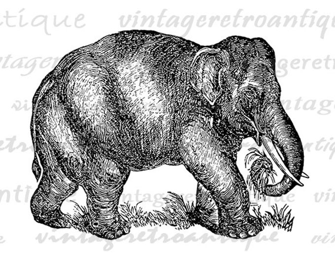 Digital Graphic Antique Elephant llustration Image Download Printable Vintage Clip Art Jpg Png Eps HQ 300dpi No.3875