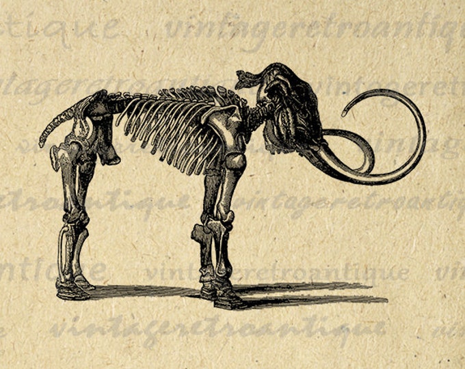 Woolly Mammoth Skeleton Image Graphic Download Printable Digital Vintage Clip Art Jpg Png Eps HQ 300dpi No.2891