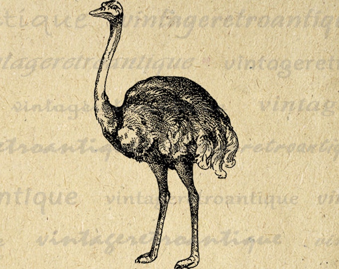 Digital Graphic Ostrich Image Antique Bird Download Printable Vintage Clip Art Jpg Png Eps HQ 300dpi No.327