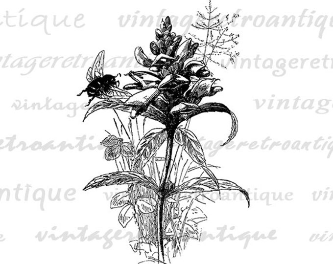 Flower with Bee Graphic Image Printable Antique Digital Download Vintage Clip Art Jpg Png Eps HQ 300dpi No.3577