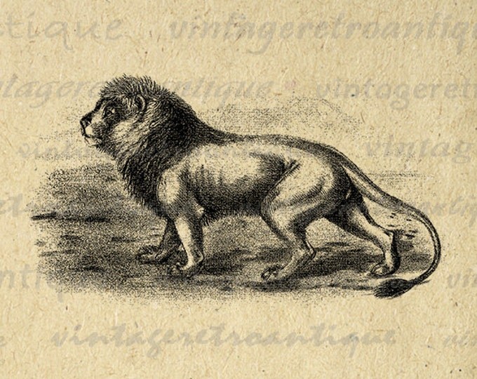 Lion Cat Wild Animal Antique Graphic Digital Image Download Printable Vintage Clip Art Jpg Png Eps HQ 300dpi No.001