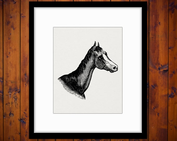 Digital Printable Horse Head Graphic Download Illustration Image Antique Clip Art Jpg Png Eps HQ 300dpi No.2305