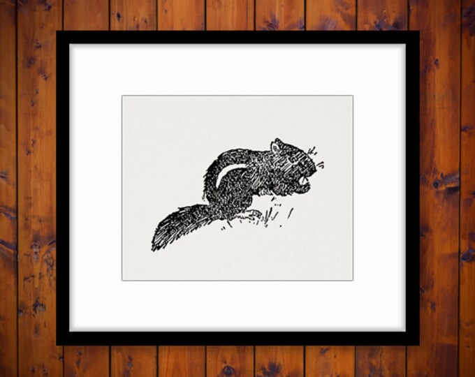 Chipmunk Antique Graphic Digital Printable Download Image Artwork Vintage Clip Art Jpg Png Eps HQ 300dpi No.2412