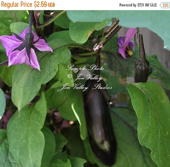 Sale Eggplant Millionaire 15 Seeds Vegetable by SerendipitySeeds