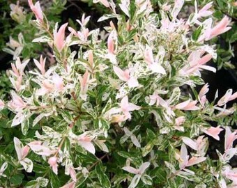 Hakuro Nishiki Dappled Willow Bush - Live Plant - Quart Pot