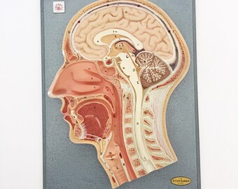 Reserved for Katharina - 1930s German Head Cross-Section Anatomical Model / Vintage Medical Teaching Model