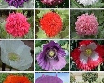 APO)~POPPY-LOVER Ii All of Us Mix~Seed!!!!~~35+ Varieties!