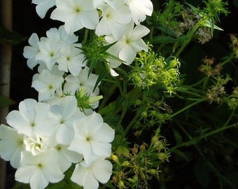 PBPHD)~WHITE PHLOX Drummondii~Seeds!!!!~~~Pristine!