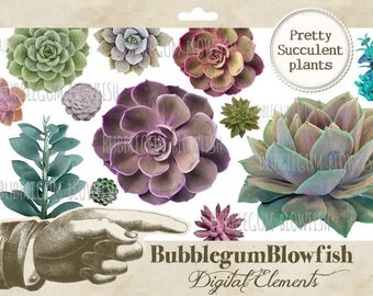 Gorgeous colorful Succulent Plants Digital Graphic Design Elements