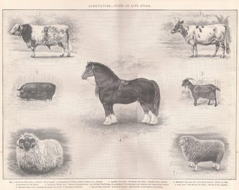 A4 Laminated Posters. Breeds Of Cattle Sheep Or Pigs