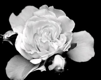 White Flower Wall Art black white wall art | etsy White Flower Wall Art black white wall art | etsy