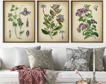 Botanical print set of 3, flower print set, botanical poster, botanical wall decor, scientific illustration, instant collection