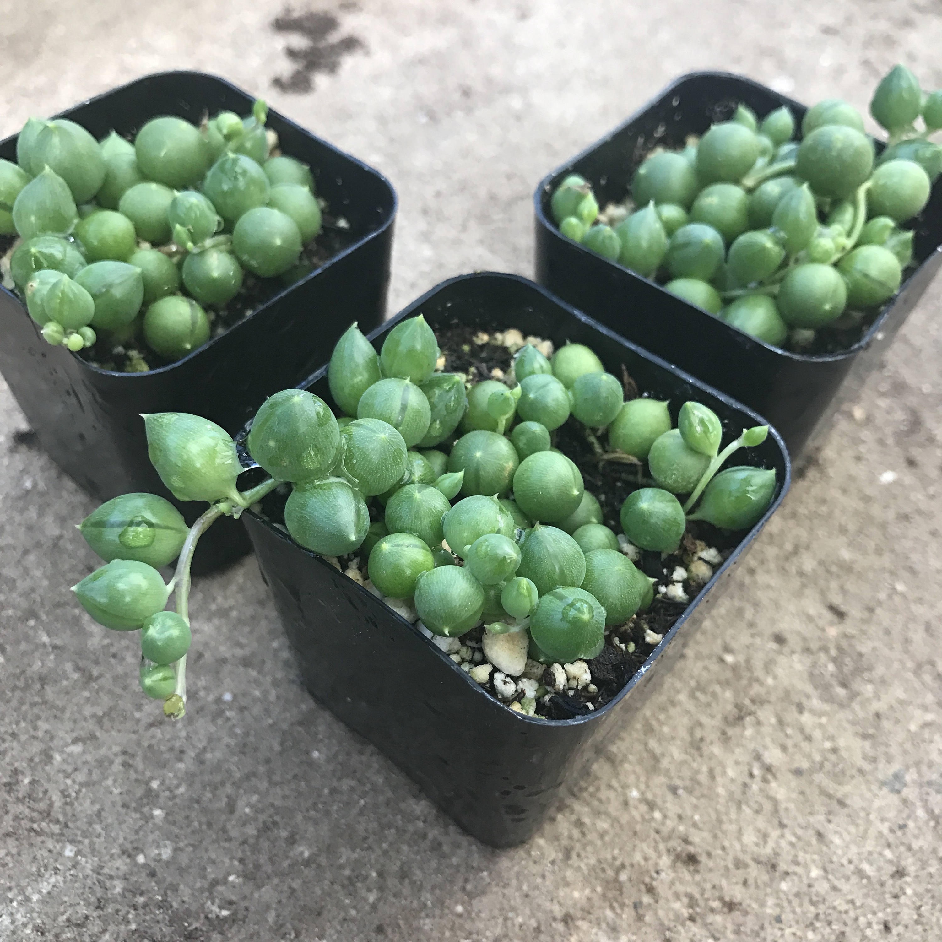 2 Succulent String of Pearls