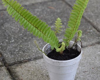 Organic Boston Fern (Sword fern). Live Plant in container. Plant approx. 6-9" height.