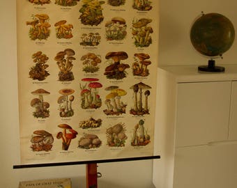 Pull Down Chart Mushroom II School Chart