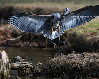 Great Blue Heron #8366