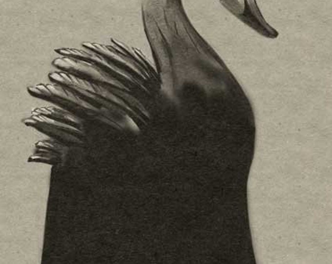 Swan- printable digital illustration