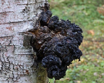 SALE! Chaga from Altai Mountains! Wild Siberia! Chunks. 10lbs (4.53kg). Organic! Eco and Bio! Best Quality! Super useful product!