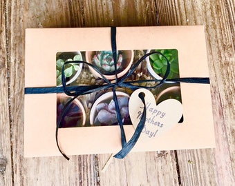 Succulent gift box- perfect for birthdays father's day ect.