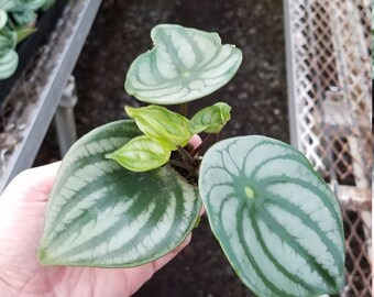 RARE! Watermelon Peperomia Plug (1)