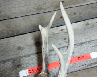 Small Set of Taxidermy Quality Whitetail Deer Antlers - Lot No. 03354HO
