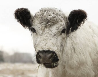 Cow Art Photo French Country Decor White Cow in December