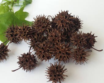 Seed Pods, Sweetgum Tree Seed Pods, Craft Supply, Natural Seed Pods