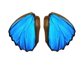 Real Blue Morpho butterfly wings for crafting and art projects