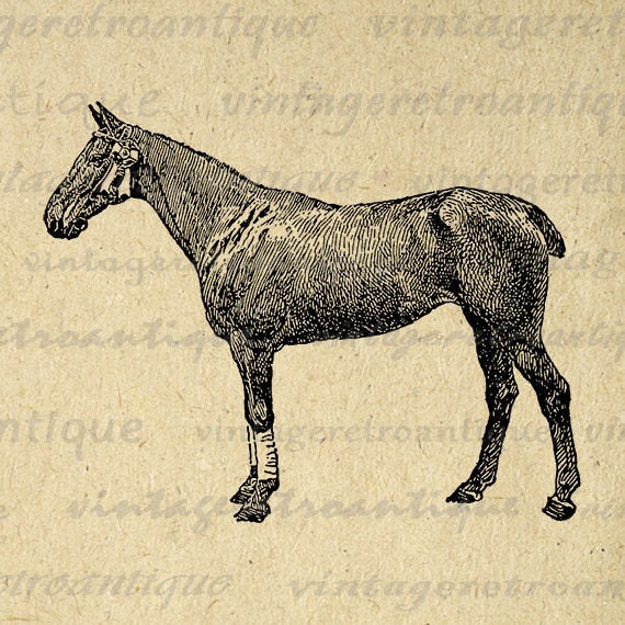 horse polo clip art - photo #30