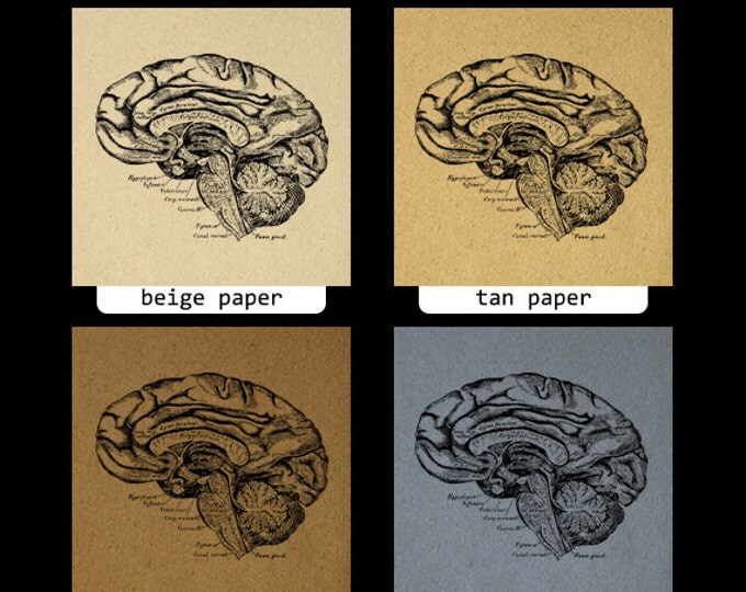 Printable Image Brain Digital Image Vintage Clipart Medical Diagram Graphic Anatomy Download Antique Clip Art Jpg Png Eps HQ 300dpi No.111