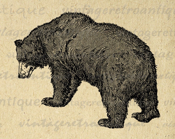 Printable Image Grizzly Bear Download Graphic Digital Illustration Vintage Clip Art Jpg Png Eps HQ 300dpi No.2566