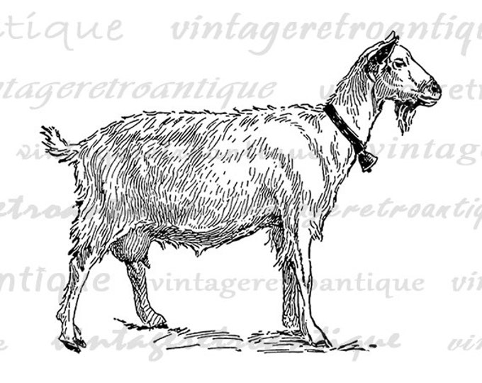 Digital Goat with Bell Image Download Illustration Printable Graphic Antique Clip Art Jpg Png Eps HQ 300dpi No.3115