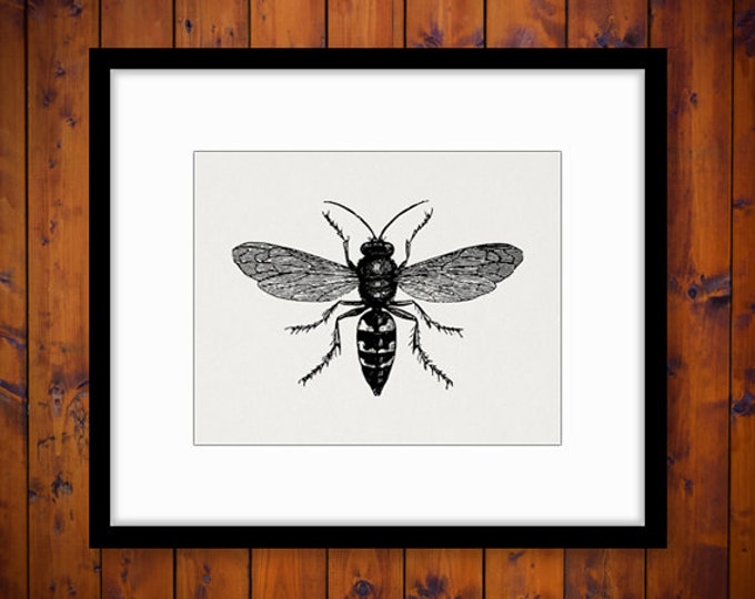 Printable Digital Wasp Bee Graphic Illustration Image Download Antique Clip Art Jpg Png Eps HQ 300dpi No.3450