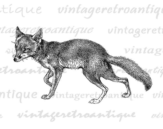 Fox Digital Image Download Antique Illustration Printable Graphic Vintage Clip Art Jpg Png Eps HQ 300dpi No.1126