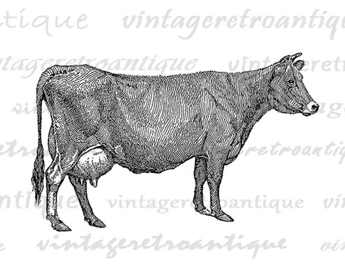 Printable Graphic Jersey Cow Image Farm Animal Download Illustration Digital Vintage Clip Art Jpg Png Eps HQ 300dpi No.3152