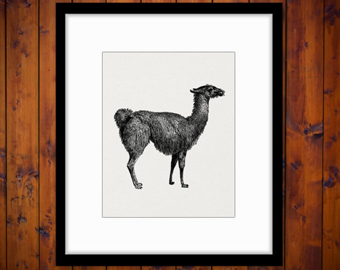 Llama Digital Image Graphic Download Illustration Printable Artwork Vintage Clip Art Jpg Png Eps HQ 300dpi No.2672